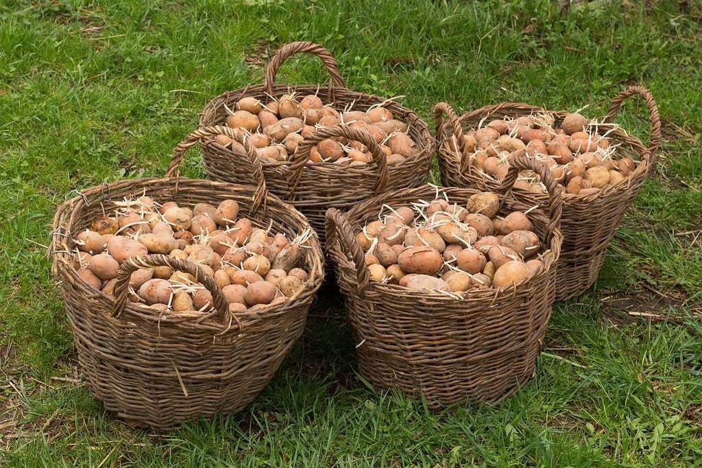 Les plantes aromatiques indispensables au jardin